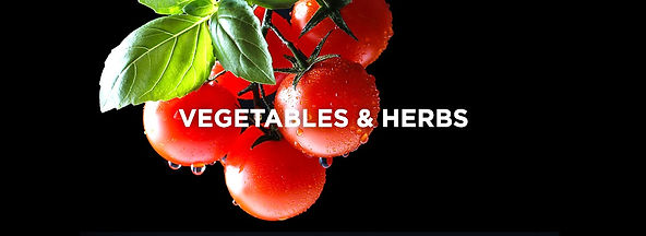 fresh tomato