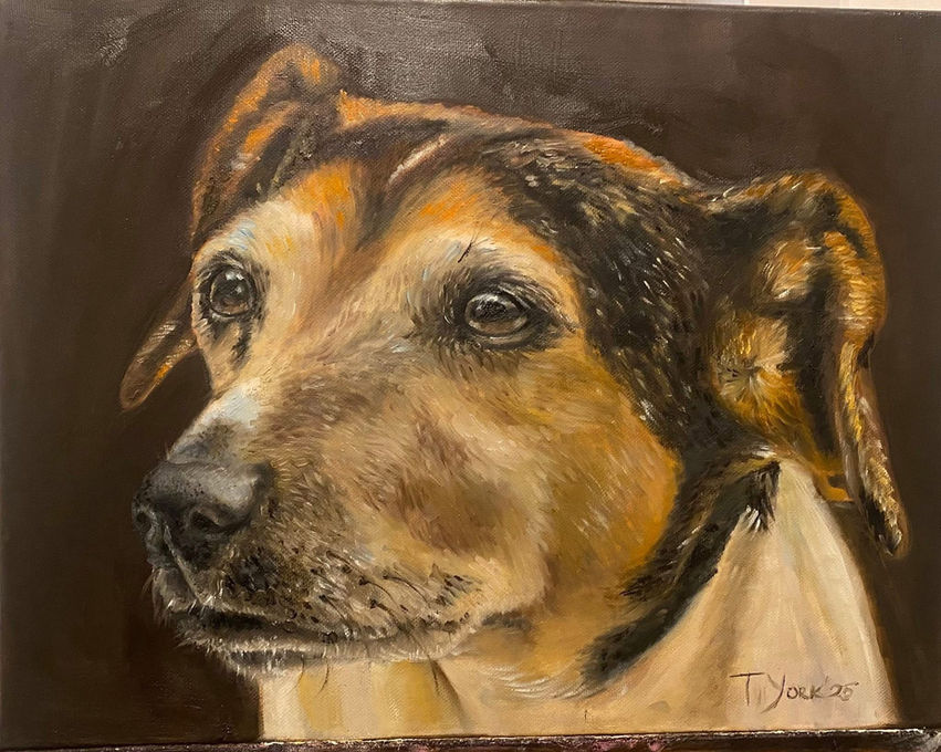 Dog portraits