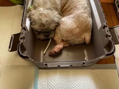 母の形見