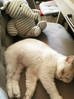 cat stella sleeping on couch