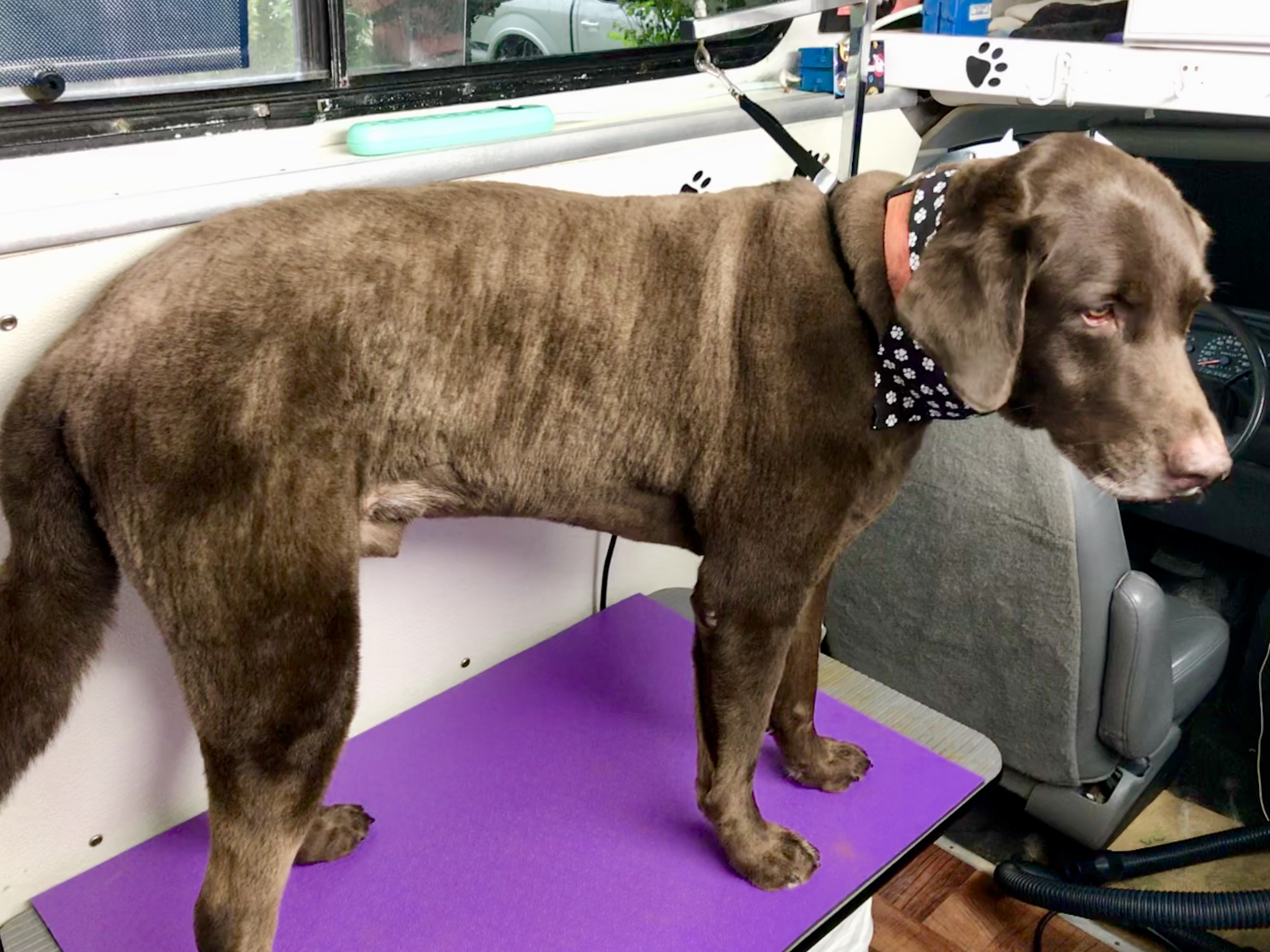Mobile Pet Grooming Jazz'd Up Mobile Pet Grooming, LLC Newburgh