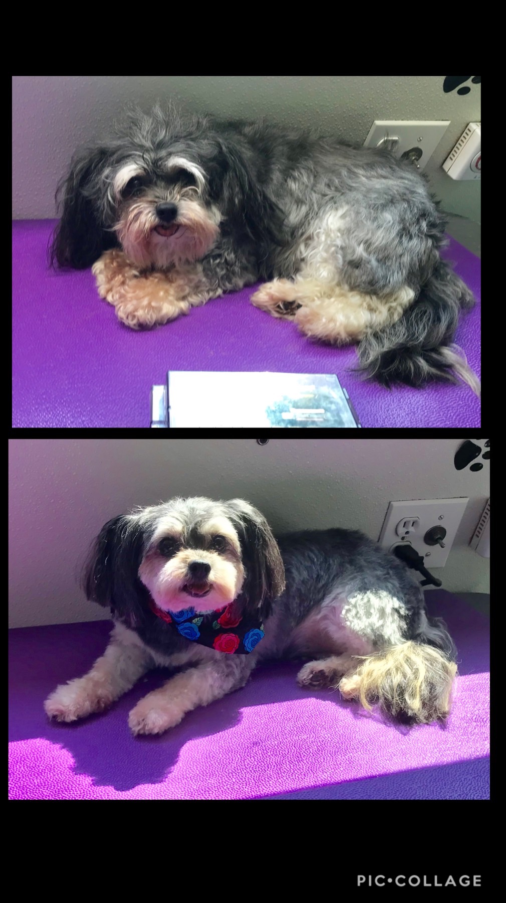 Mobile Pet Grooming Jazz'd Up Mobile Pet Grooming, LLC Newburgh