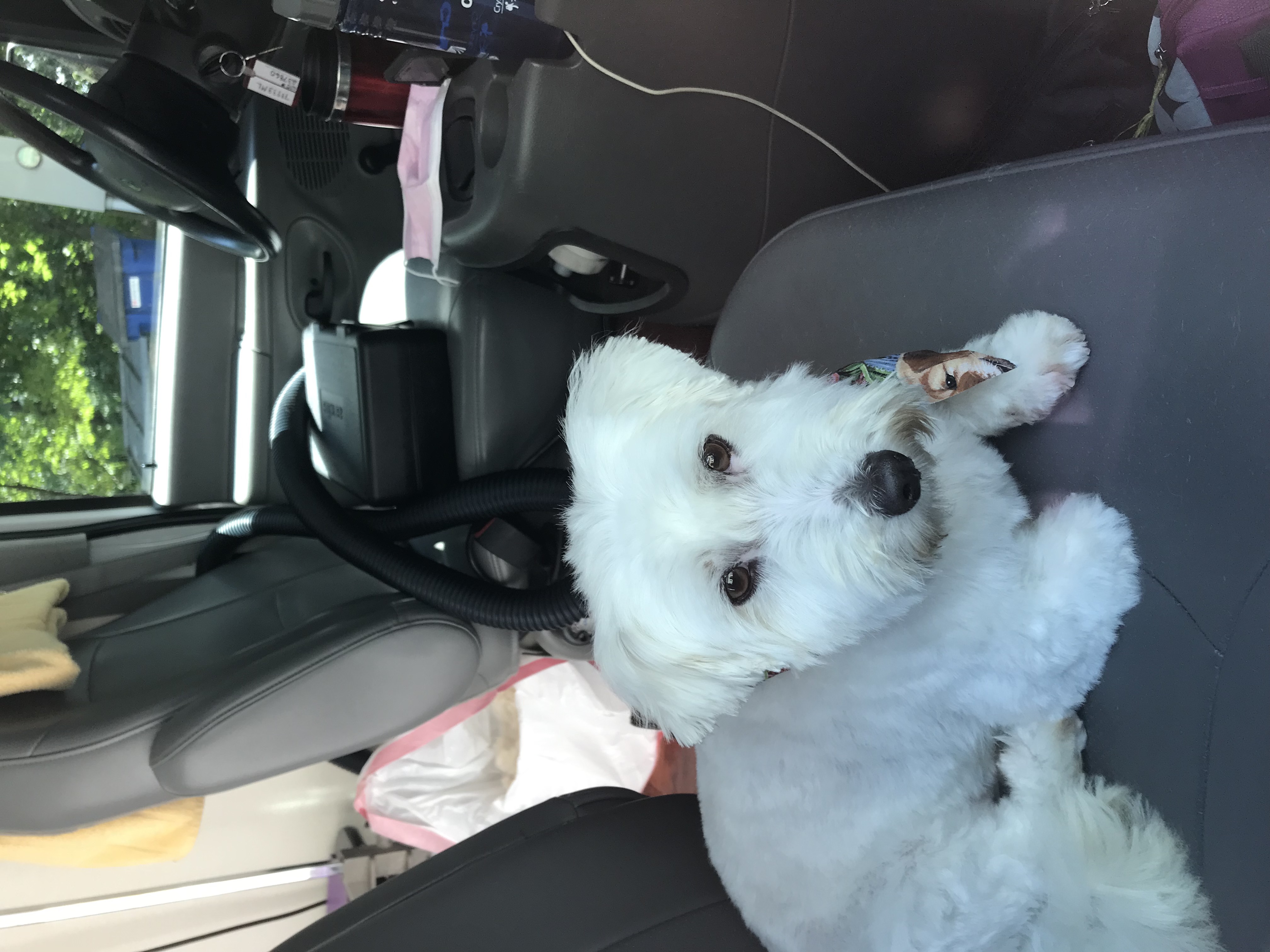 Mobile Pet Grooming Jazz'd Up Mobile Pet Grooming, LLC Newburgh