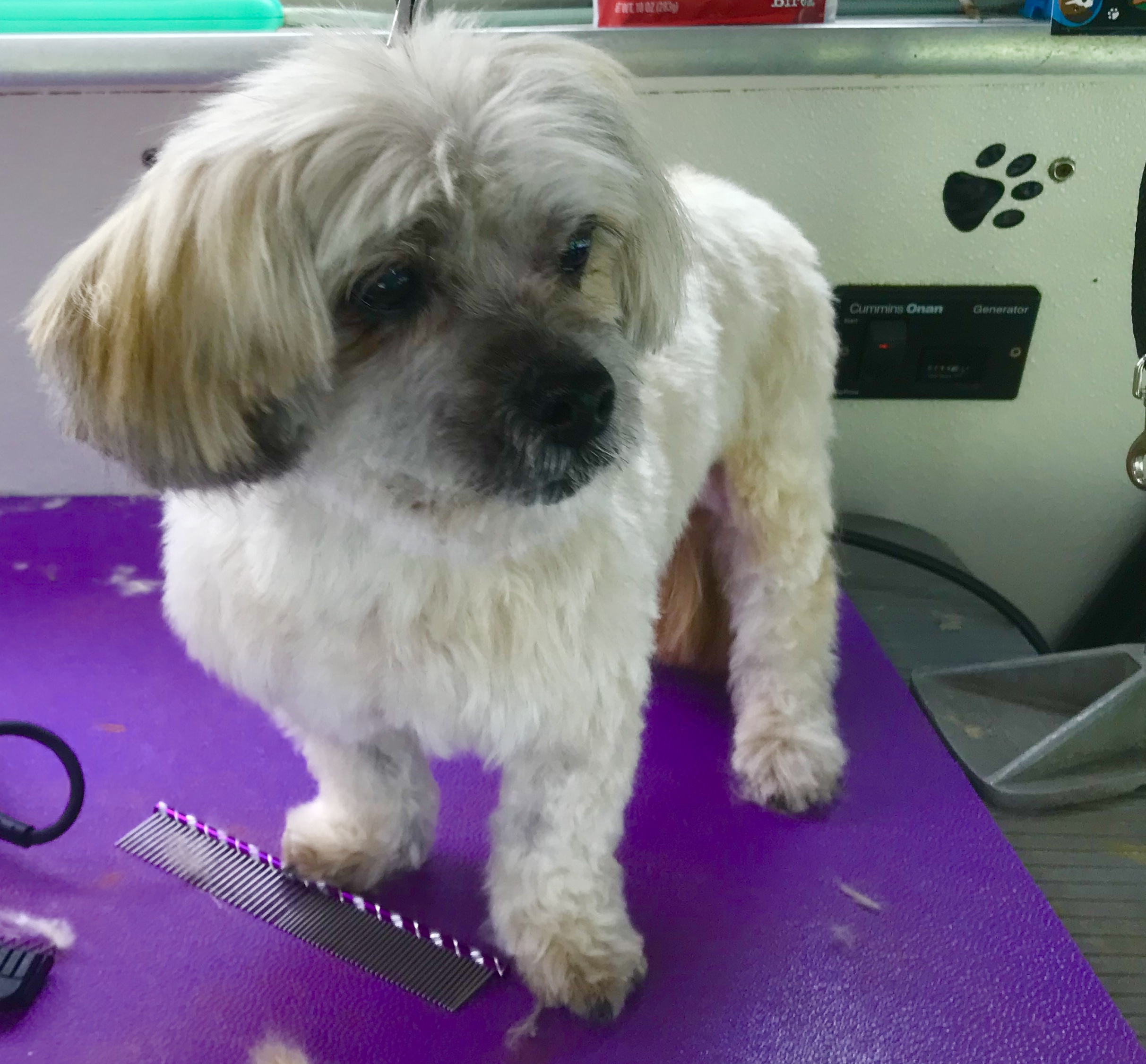 Mobile Pet Grooming Jazz'd Up Mobile Pet Grooming, LLC Newburgh