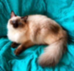 Chocolate Colorpoint Ragdoll