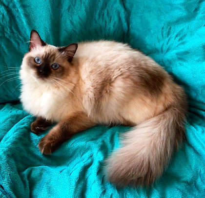 Chocolate Colorpoint Ragdoll