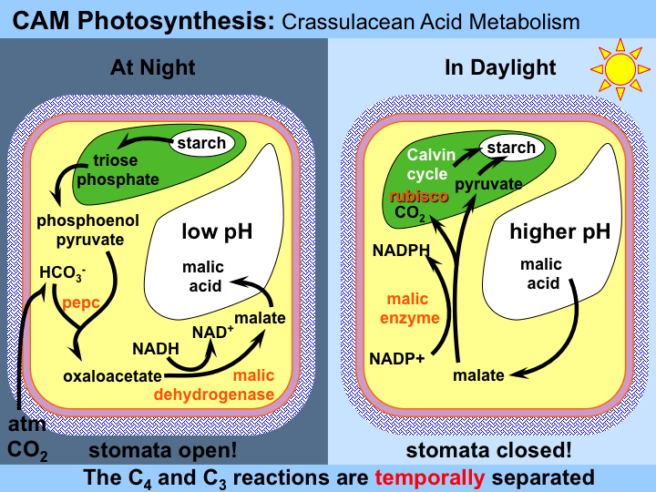 Enlightening info on the dark cycle! Shedding some light on the dark cycle!