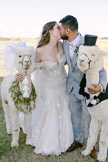 Alpaca_New Braunfels_Southern_Wedding_0101.jpg