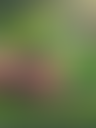 青葉山ハーバルビレッジ　有機肥料づくりワークショップ