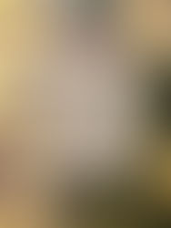 ハーバルビレッジ　イルミネーションとアドベントカレンダー企画