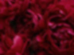 Peony petals as a decorative background