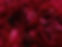 Peony background