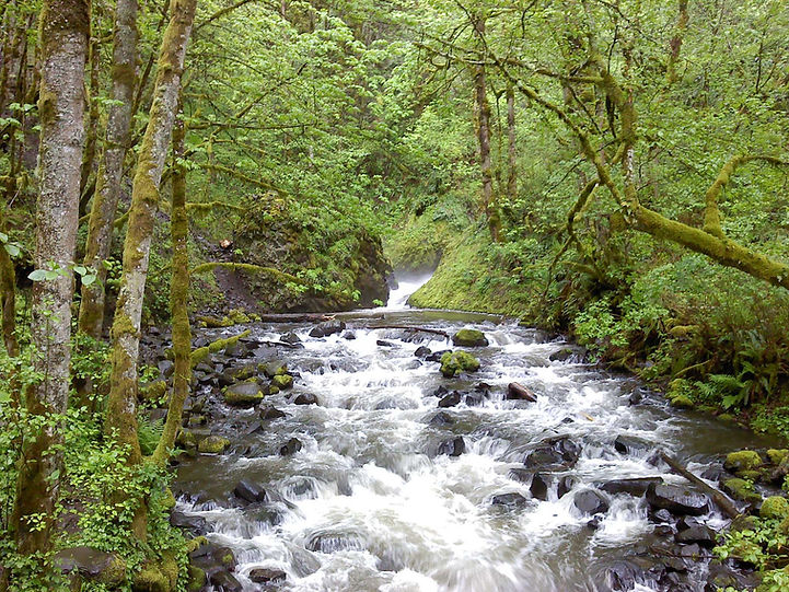 Forest scene showing a mix of trees, shrubs, and moss-covered ground