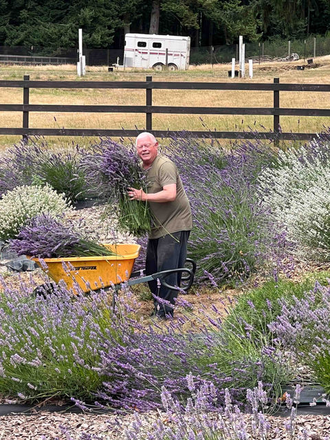 Harvesting lavender in a blooming lavender field.
