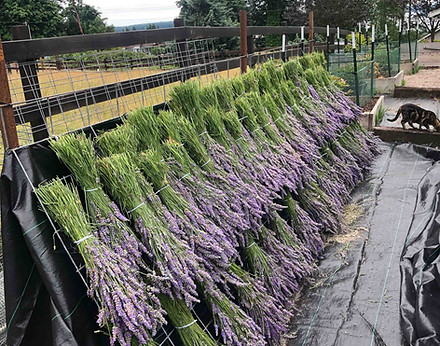Bundles of lavender on display at Ooh La La Lavender Farm in Olalla, Washington.