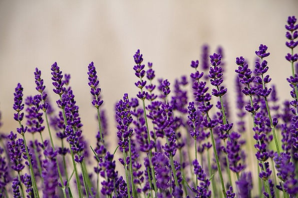 Blooming lavender plants at Ooh La La Lavender Farm in Olalla, Washington.