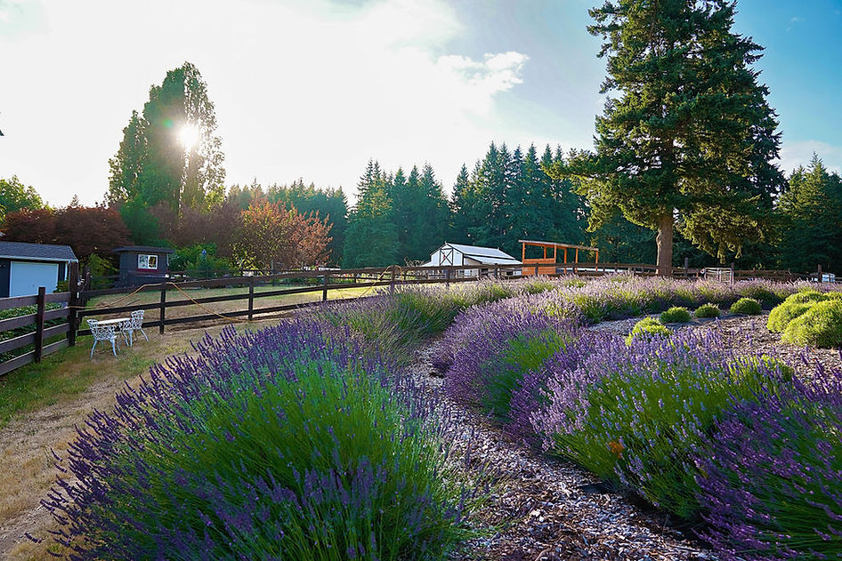 Landscape view of Ooh La La Lavender Farm in Olalla, Washington.