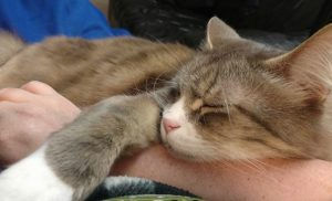 The most intelligent, sweet, and beautiful cat in the world, sleeping with his head and an arm resting on my arm.