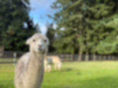An albaca gives a sheepish look on Kyler Family Farm Rescue and Therapy in Olalla, Washington