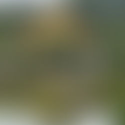 A gorgeous Japanese temple, covered in gold, on a lake.