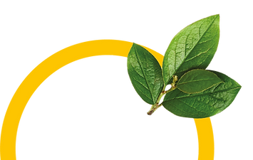circulo limon.png