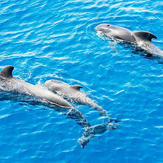 excursion tenerife, book whales and dolphns boat trip. Day trips tenerife