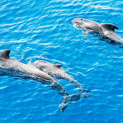 excursion tenerife, book whales and dolphns boat trip. Day trips tenerife