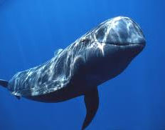 Freebird sailing tenerife, catamaran for whales and dolphins