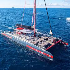 Freebird sailing tenerife, catamaran for whales and dolphins