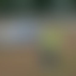 Les Rias, et si vous découvriez le festival autrement ? 