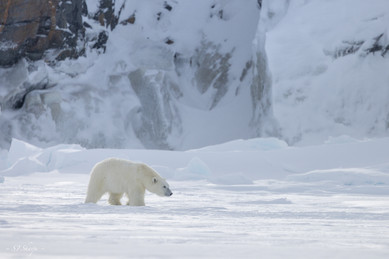 Polar bear walking across sea ice along the rugged coast of Baffin Island, Nunavut — iconic Arctic wildlife in the Canadian North