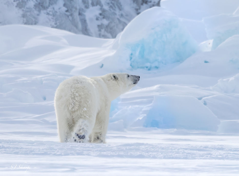 A solitary polar bear navigates the sea ice of Baffin Bay, just off the coast of Baffin Island in Nunavut, Arctic Canada. This striking image captures the raw beauty and isolation of Arctic wildlife in its natural habitat during an expedition through the Canadian Arctic — a prime destination for adventure travel, wildlife photography, and eco-tourism