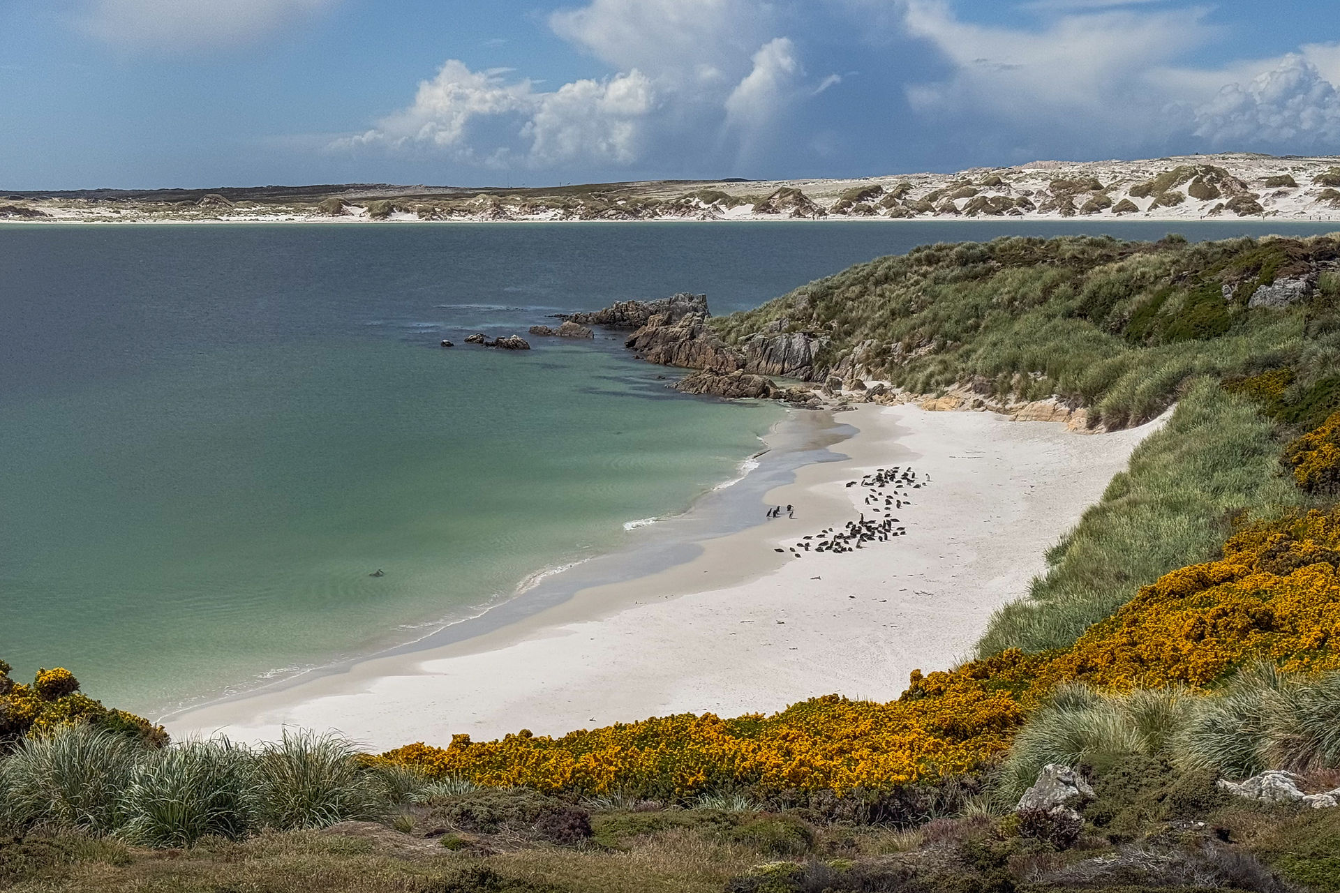 Magellanic Penguins on the White Sand Beaches of Gypsy Cove, East Falkland