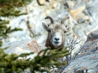 Young Bighorn Sheep