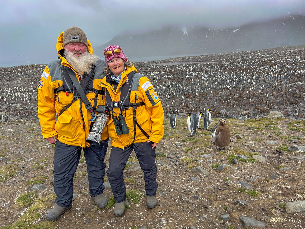 Standing in the St Andrews Bay King penguin colony with 150,000 breeding pairs of King Penguins