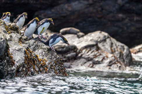 A group of Macaroni penguins hesitate before entering the water. South Georgia Island