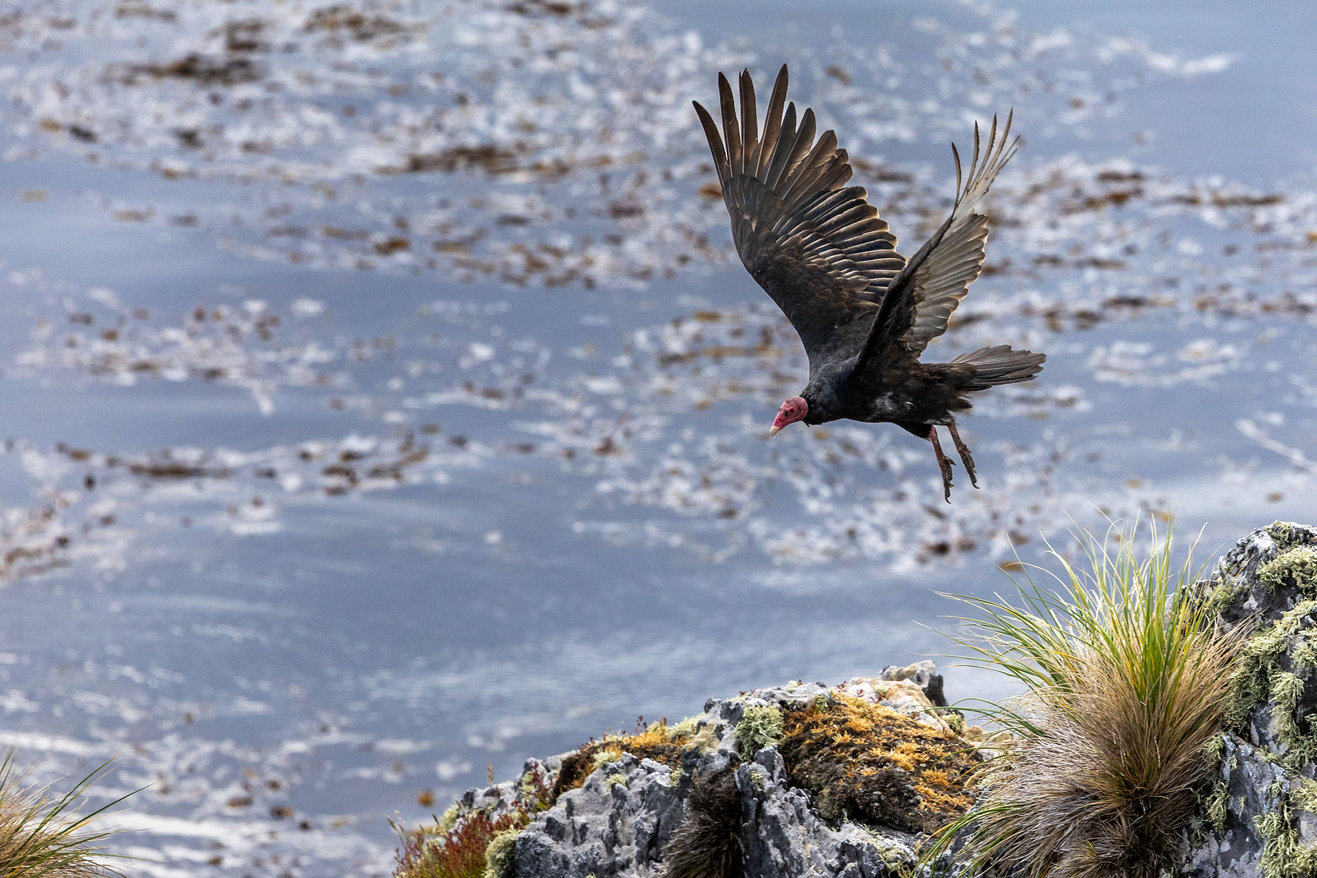 Vulture, Gypsy Cove