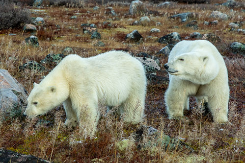 Polar bear, polar bears, Churchill, Hudson Bay, tundra, taiga, arctic, Canada, Seal River Lodge