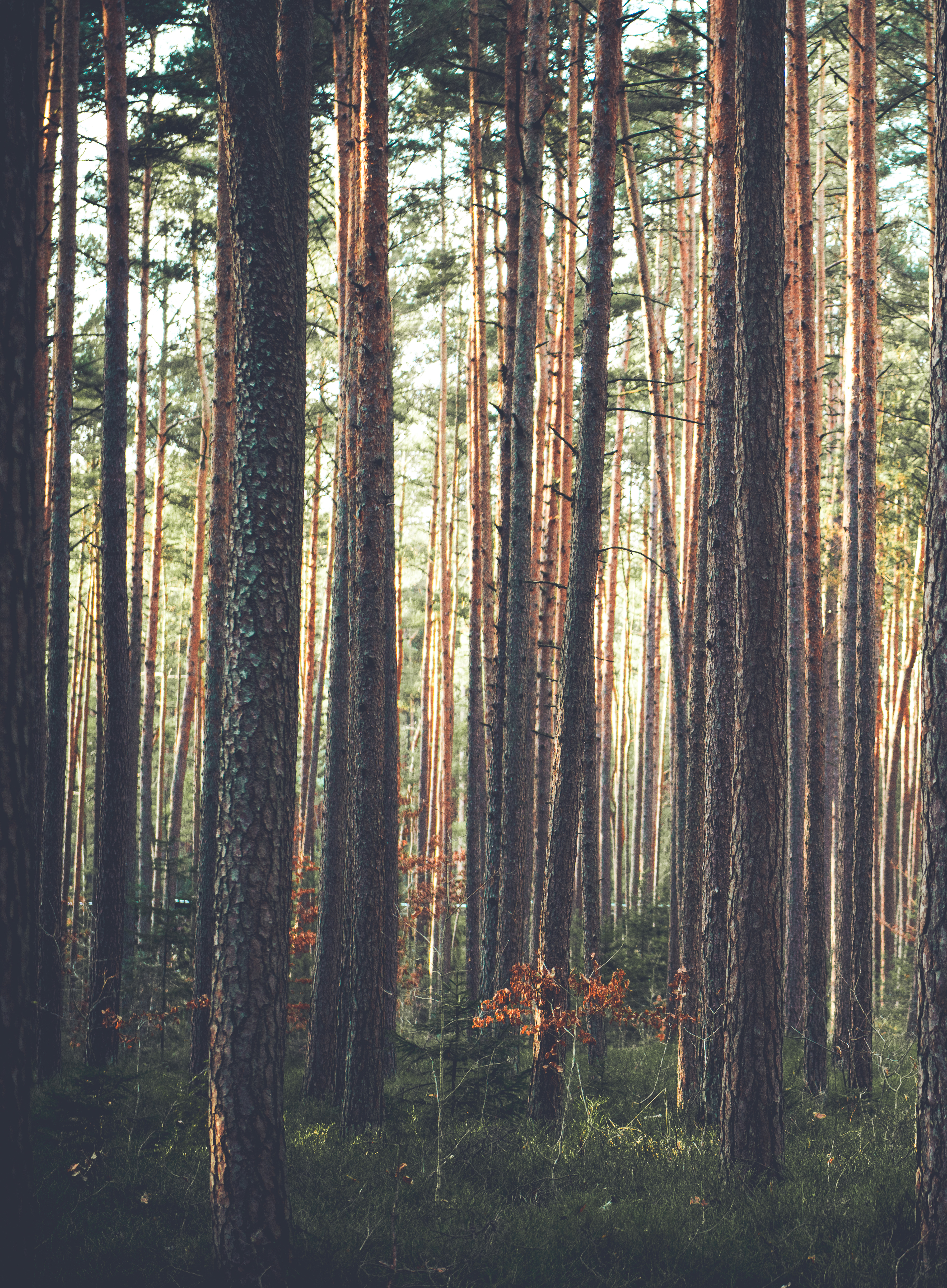 Tree Trunks of a Forest