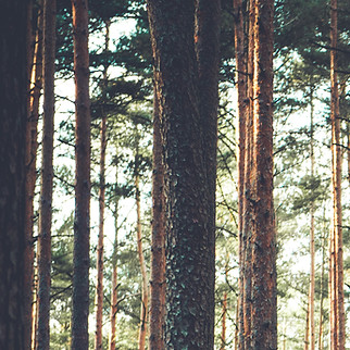 Bosque