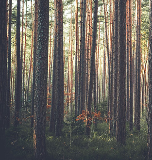 Forêt