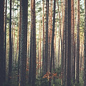 skog