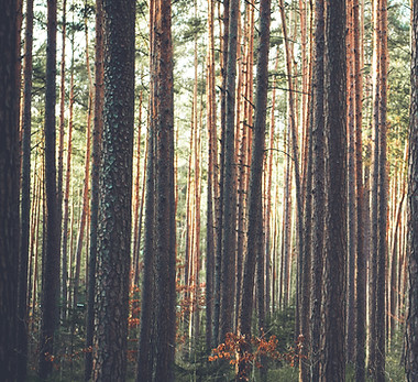 Wald
