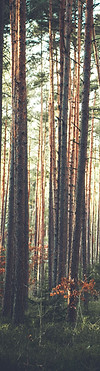 Wald