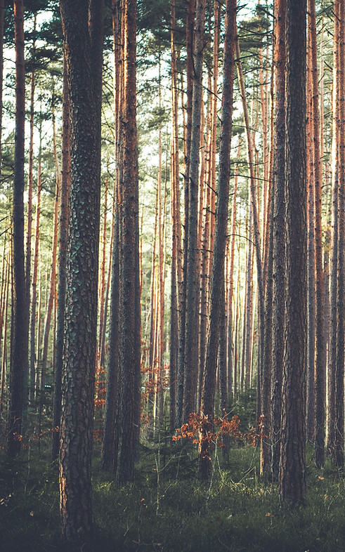 Forêt