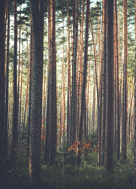 Wald