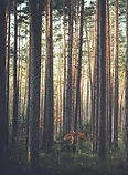 Pine Forest Landscape