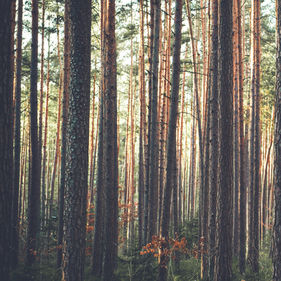 Hope on Thanksgiving