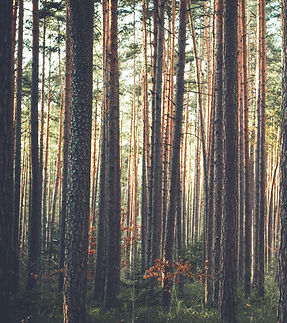 Wald