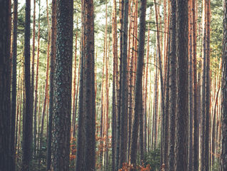 The Healing Power Of Trees.